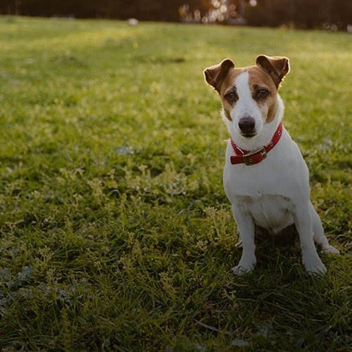by Mainly Metal Metallo smaltato Spilla di Cane Jack Russell 