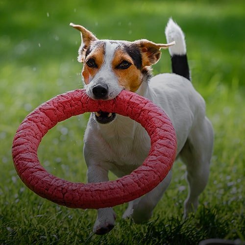 Jack Russell Mainly Metal Metallo smaltato Spilla di Cane by 