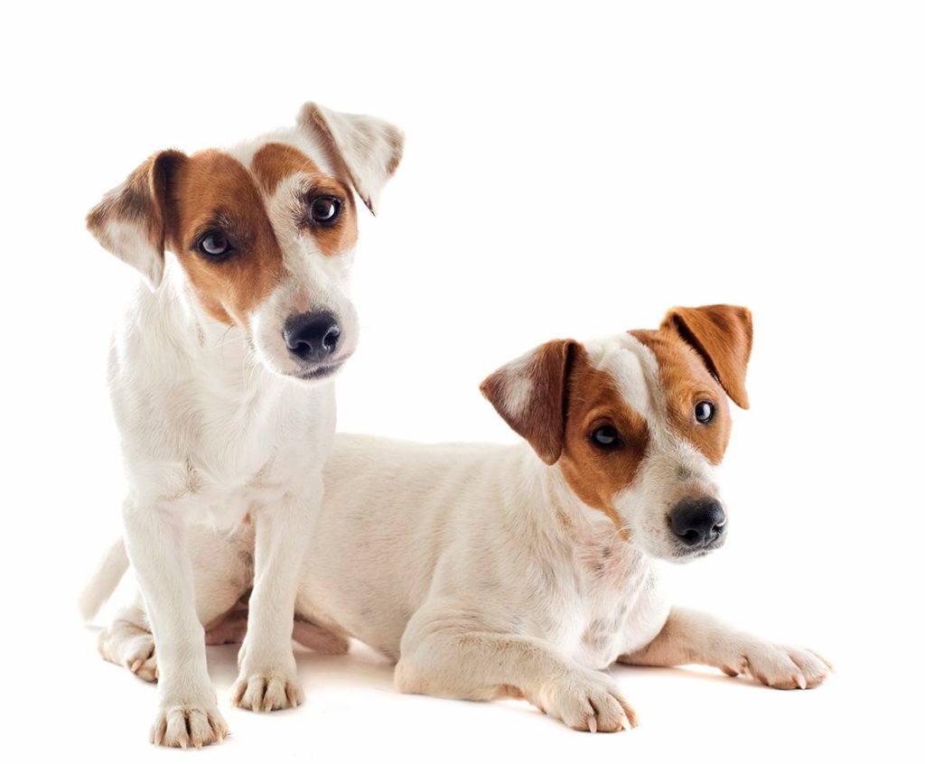 Caratteristiche del Jack Russell
